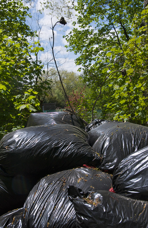 Garbage Rose - Leeds Pond Preserve, Nassau County