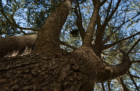 Spookytree (Garden City, Long Island, NY)