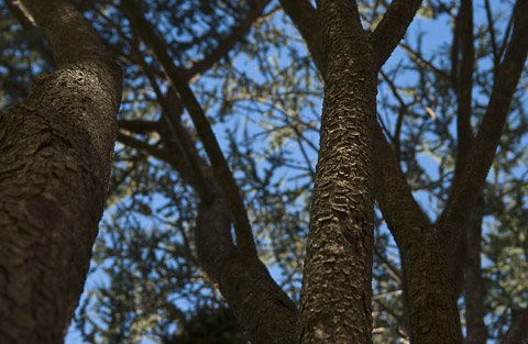 Spookytree 2 (Garden City, Long Island, NY)